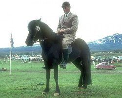 Zuchtstute Hrafnkatla frá Sauðárkróki (Islandpferd, 1966, von Andvari frá Varmahlíð)