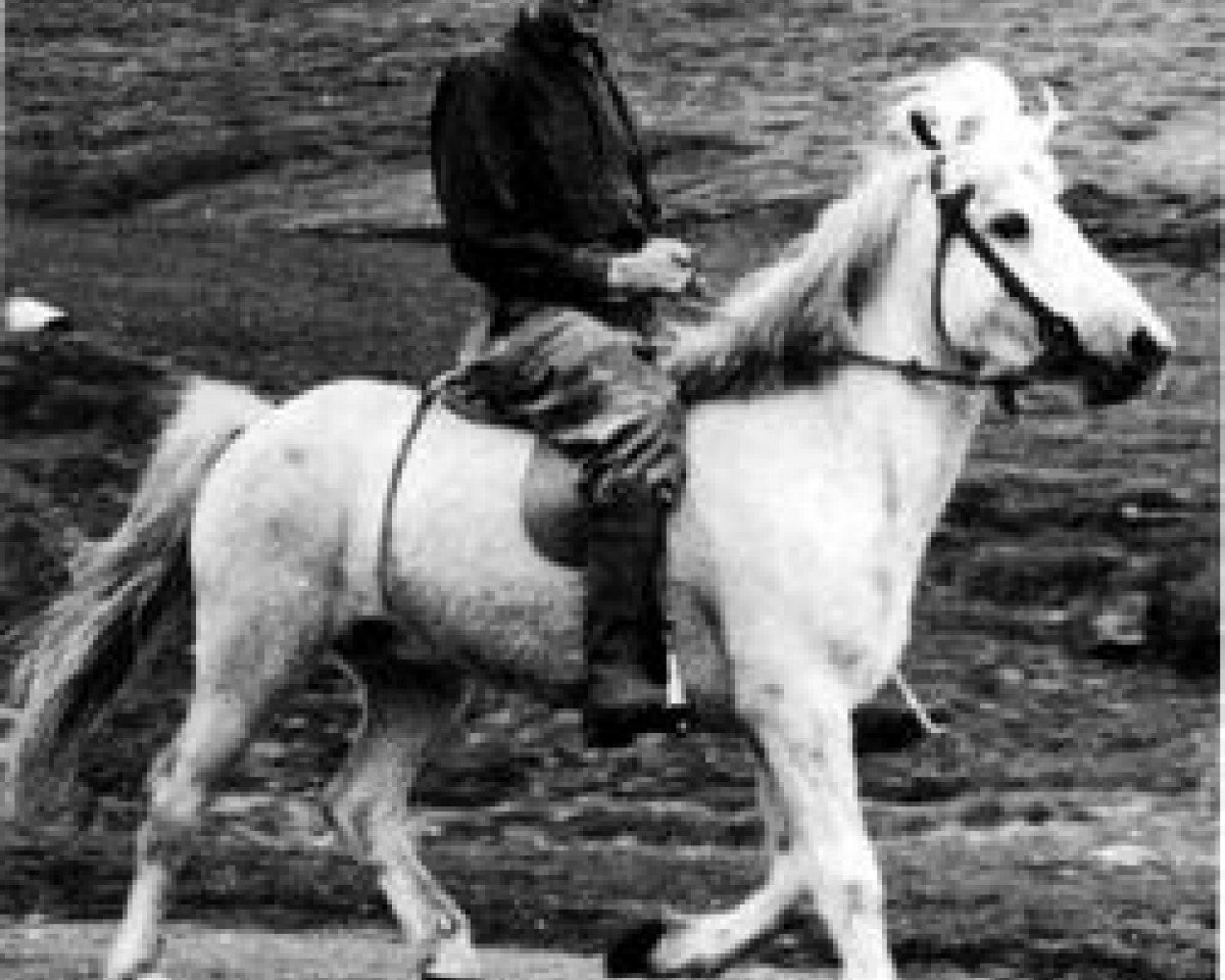 stallion Fengur frá Eiríksstöðum (Iceland Horse, 1943, from Jarpur frá Brandsstöðum)
