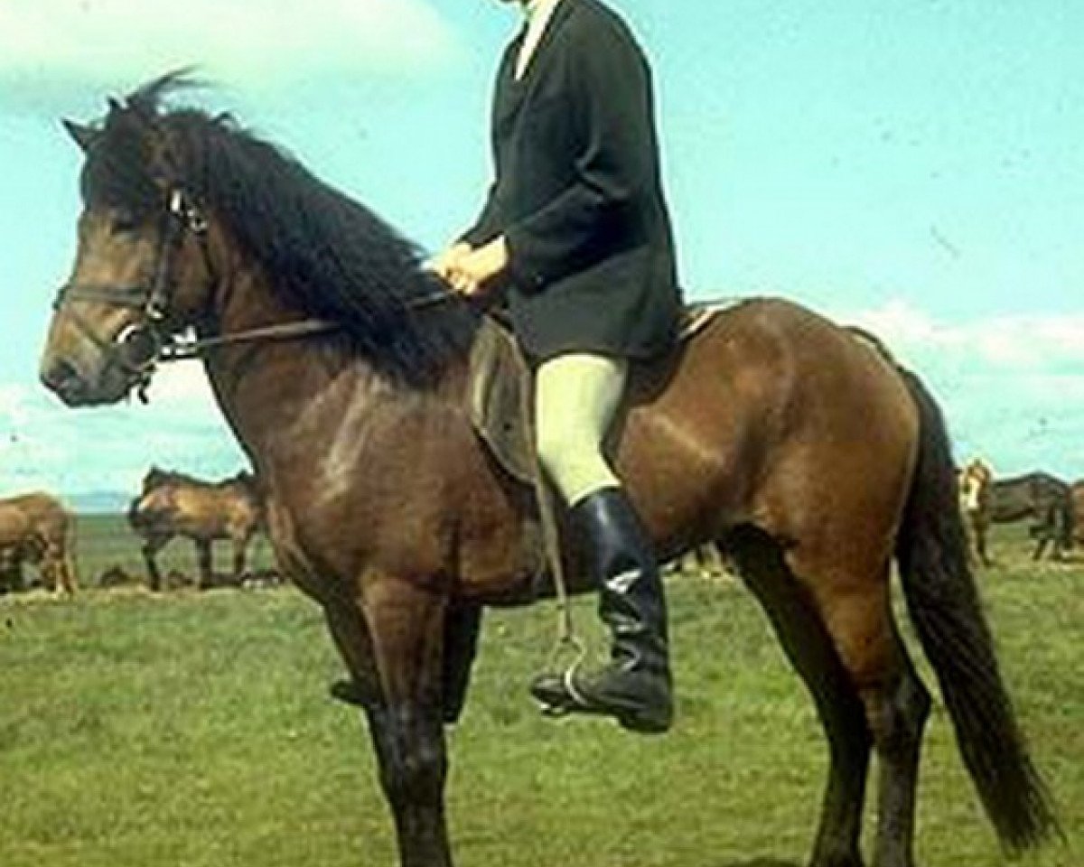 Deckhengst Þokki frá Garði (Islandpferd, 1976, von Hrafn frá Holtsmúla)