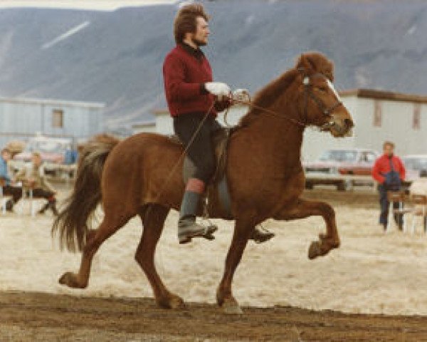 Yegua de cría Terna frá Kirkjubæ (Caballo islandés, 1974, de Hlynur frá Kirkjubæ)