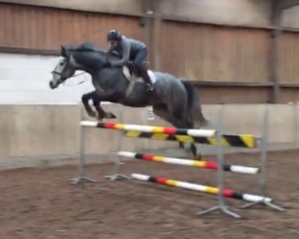 dressage horse Conan (Holsteiner, 2010, from Corrado I)