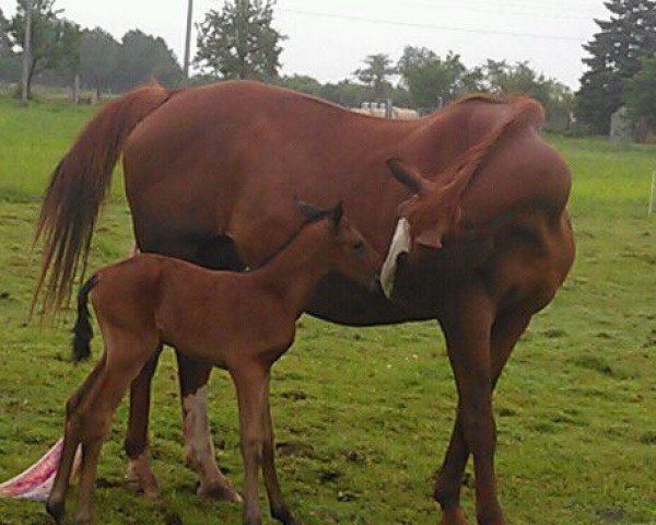 broodmare Diwa (Saxony-Anhaltiner, 1988, from Duhnen 2651)
