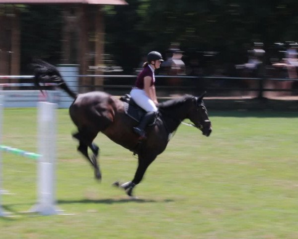 Reitturnier Nienburg 2021