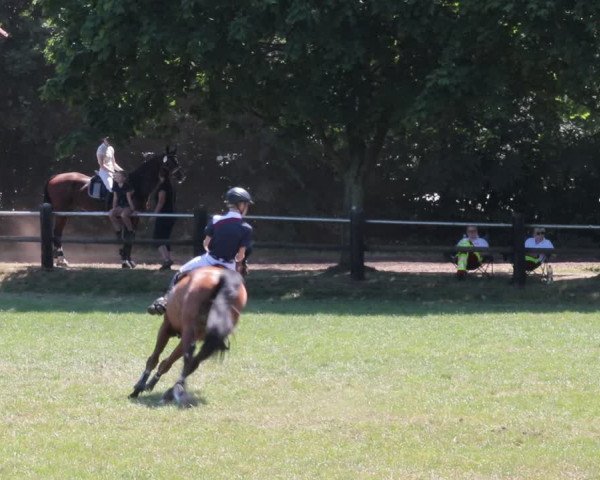 Reitturnier Nienburg 2021