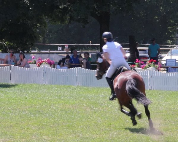 Reitturnier Nienburg 2021