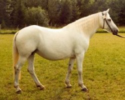 broodmare Lambay Winnie (Connemara Pony, 1966, from Ben Lettery)