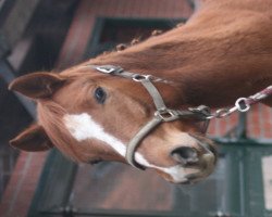 jumper Lucky's Perfect Jump (Hanoverian, 2009, from Perigueux)