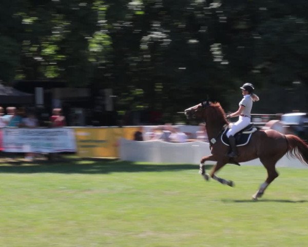 Reitturnier Nienburg 2021