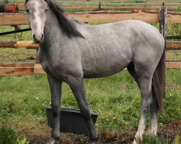 jumper Lucky's Czar (Holsteiner, 2009, from Catoki)