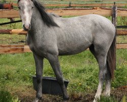 jumper Lucky's Czar (Holsteiner, 2009, from Catoki)