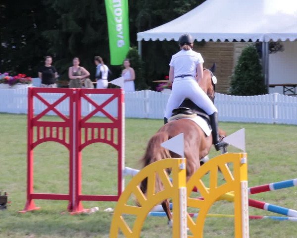 Reitturnier Nienburg 2021