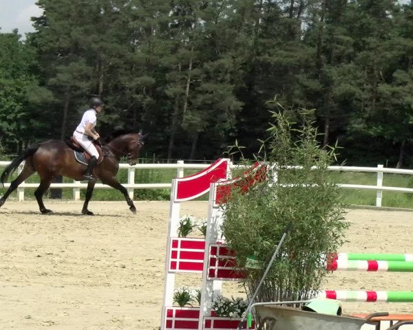 Reitturnier Nordstetten- Horb 2021