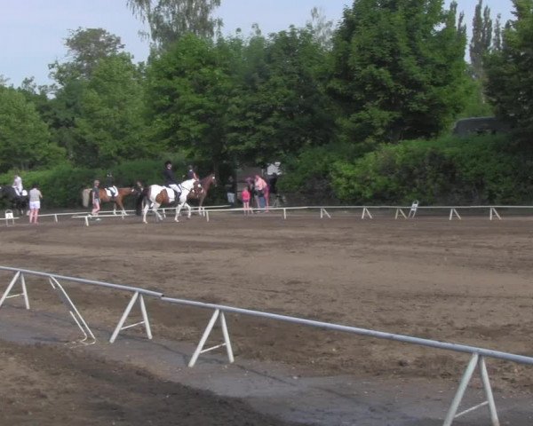 Reitturnier Westeregeln 2021