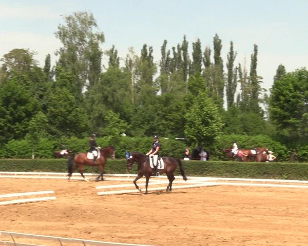 Reitturnier Westeregeln 2021