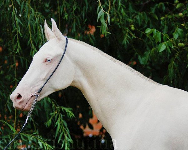horse Faina (Akhal-Teke, 2010, from Gangster)