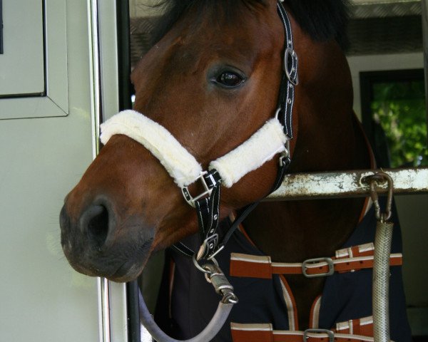 jumper Archavin (Hanoverian, 2008, from Abke 4)