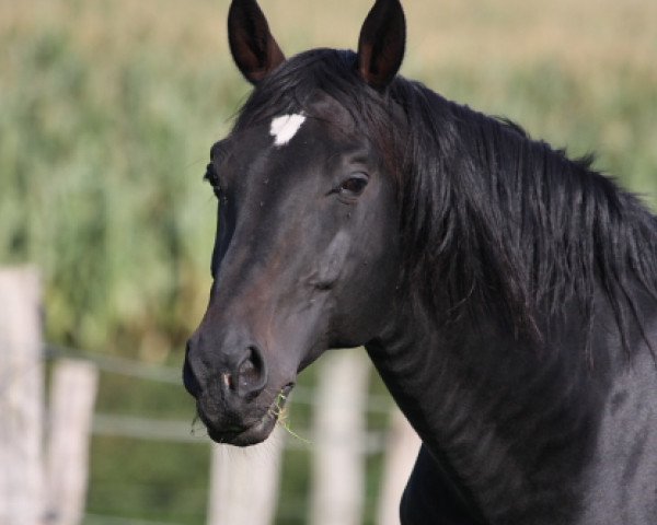 Pferd Rasant 85 (Holsteiner, 1990, von Reichsgraf)