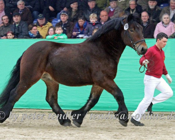 stallion Landmann (Rhenish-German Cold-Blood, 2012, from Louis)