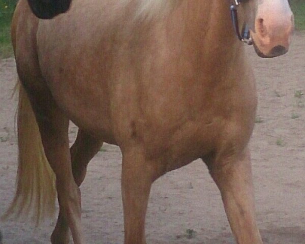 broodmare Escarda (German Riding Pony, 2011, from Eldorrado)