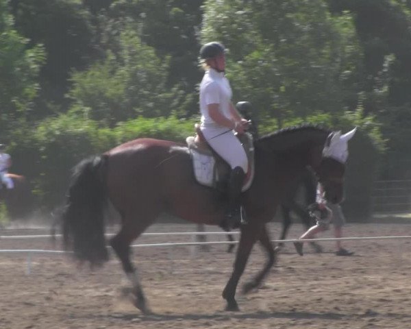 Reitturnier Westeregeln 2021