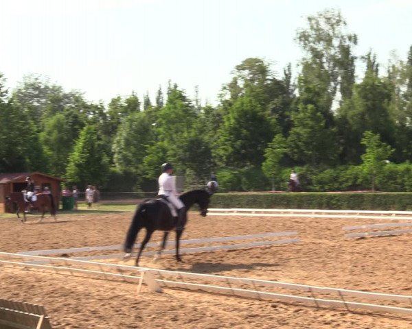 Reitturnier Westeregeln 2021
