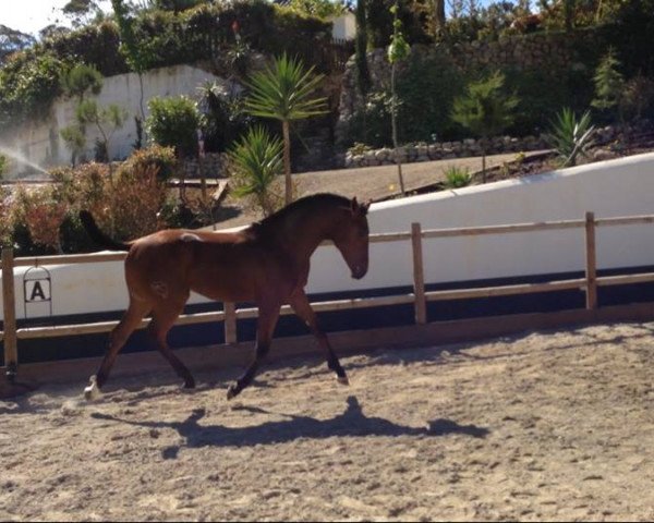 horse Eldorado Fly Z (Zangersheide riding horse, 2013, from Eddy d'amour)
