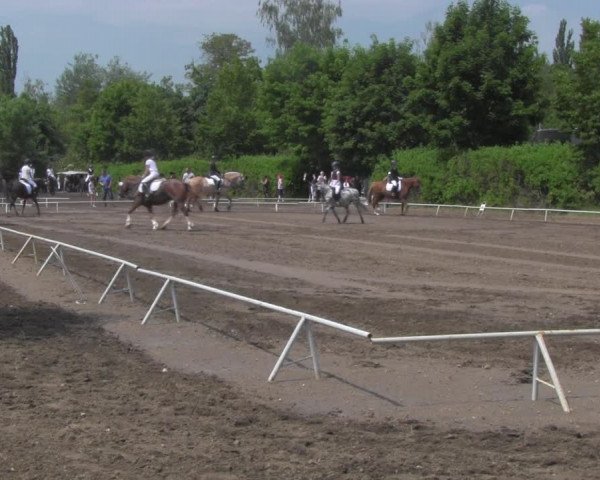 Reitturnier Westeregeln 2021