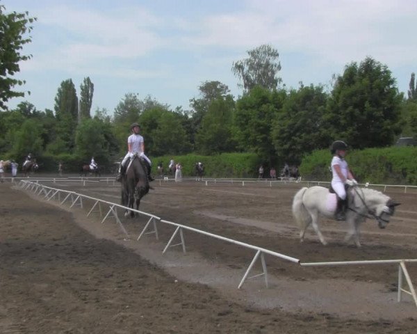 Reitturnier Westeregeln 2021