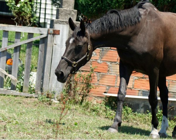 broodmare Denville F () (KWPN (Royal Dutch Sporthorse), 2008, from Voltaire)