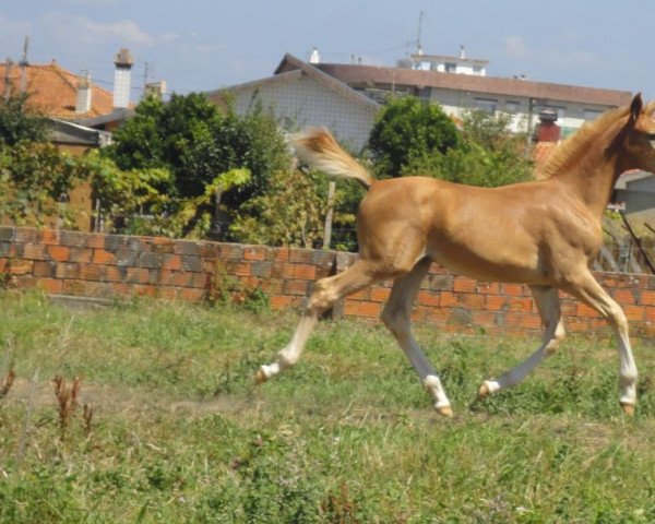 horse Jarezzo Fly (KWPN (Royal Dutch Sporthorse), 2014, from Arezzo VDL)