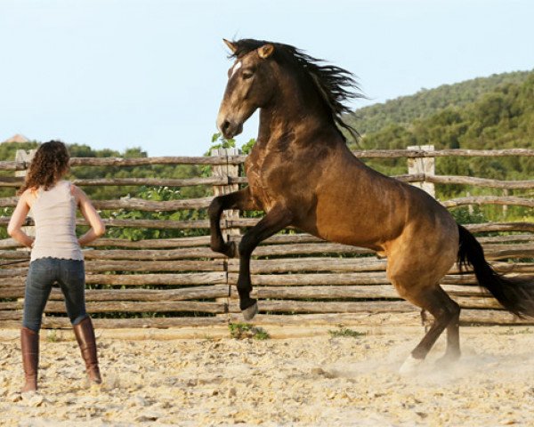 Pferd Ulysses (Lusitano,  )
