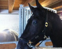 horse Turmalin 26 (Oldenburg, 2005, from Donnerball)