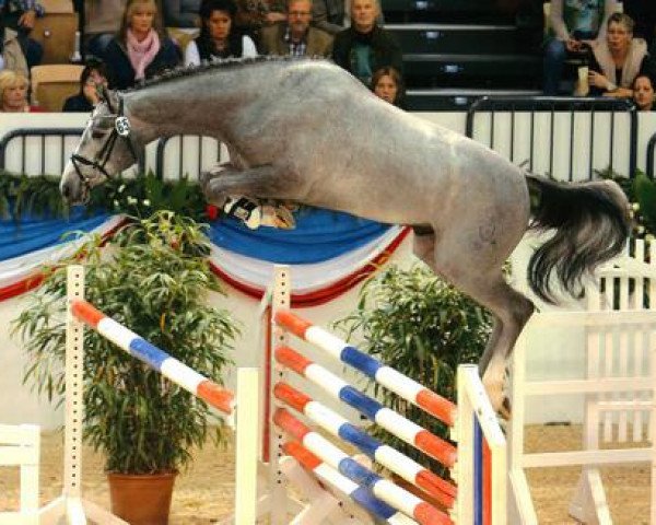 stallion Zornell (Holsteiner, 2012, from Zirocco Blue)