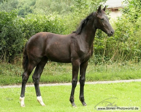 horse Be Mine AR (Westphalian, 2012, from Bretton Woods)