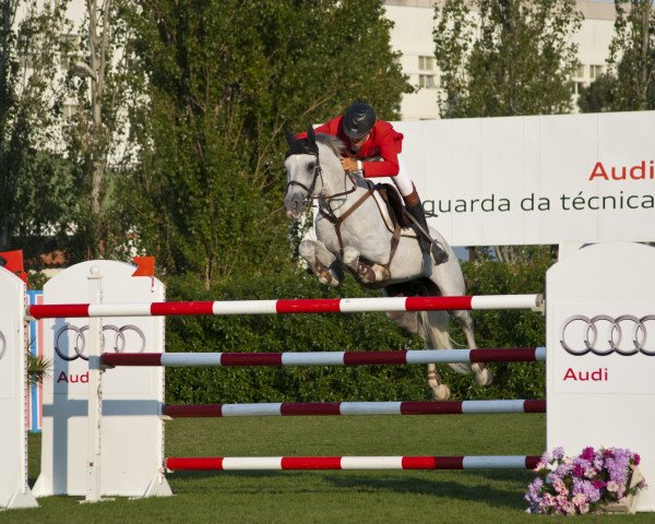 stallion Xutter Fly (Portuguese Sporthorse, 2003, from L'amour Utopia)