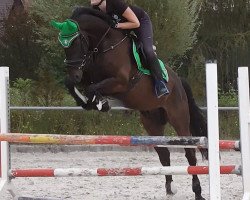 jumper Sirius Black 18 (Hanoverian, 2006, from Stolzenberg)