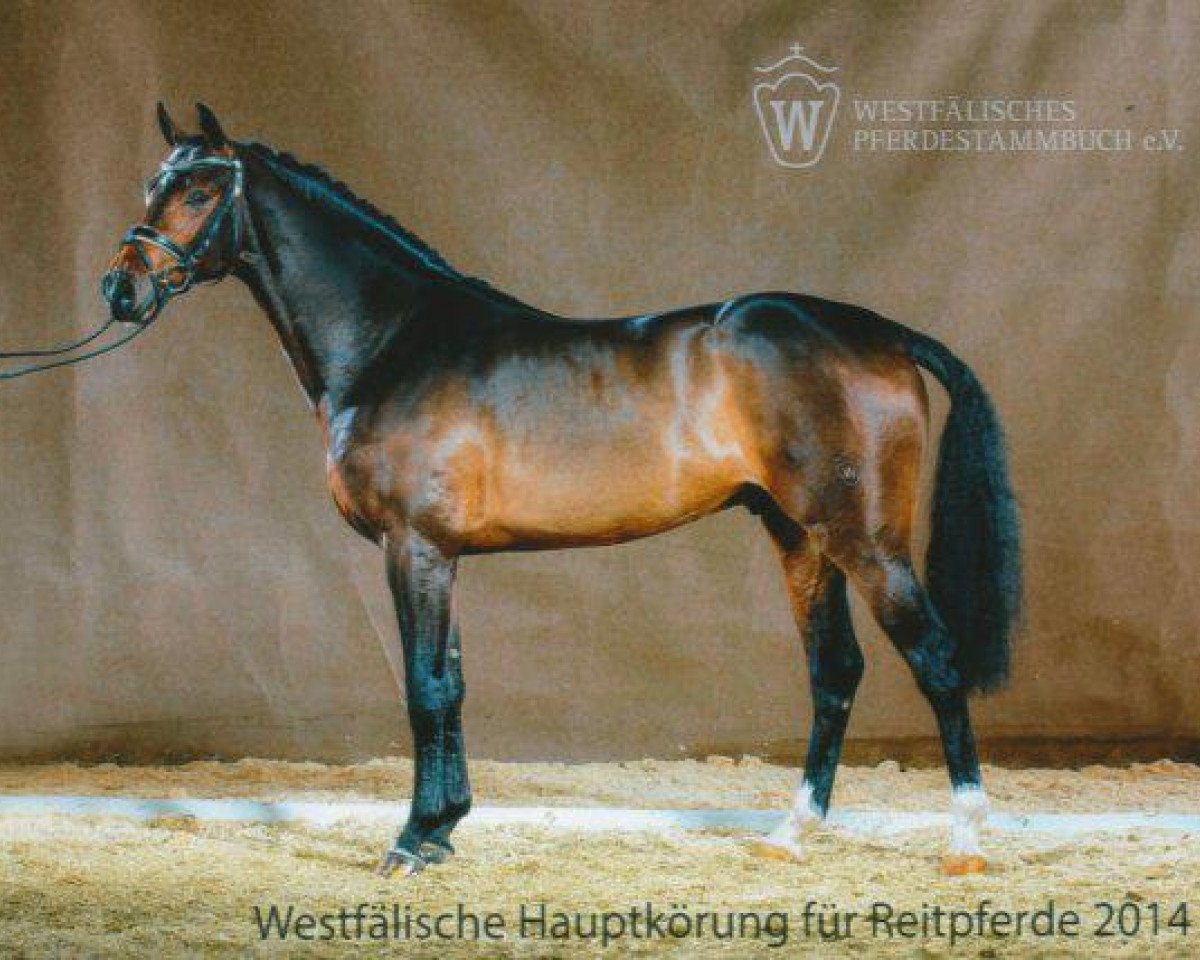 Deckhengst Cavtat PKZ (Westfale, 2012, von Castelan II Pkz)