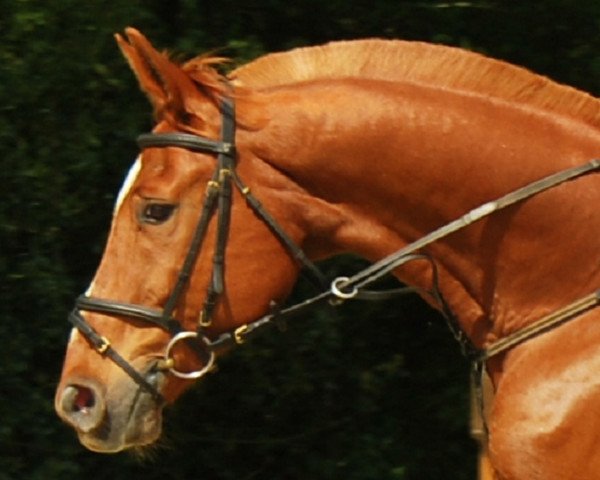 horse Bunny 3 (Westphalian, 1991, from Bonus)