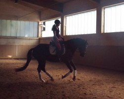 dressage horse Darius 548 (Holsteiner, 2010, from Diarado)