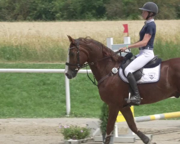 Reitturnier Biebesheim 2021