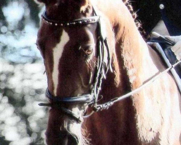 dressage horse Nella Fantasia (Westphalian, 2008, from Fillip) dressage horse Nella Fantasia (Westphalian, 2008, from Fillip)