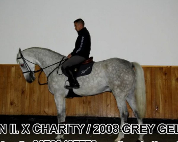 horse Jumper (Oldenburg show jumper, 2008, from Clinton H)