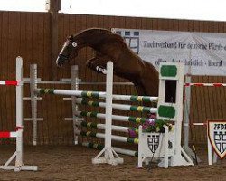 stallion Dabuten van Overis Z (Zangersheide riding horse, 2009, from Darco)