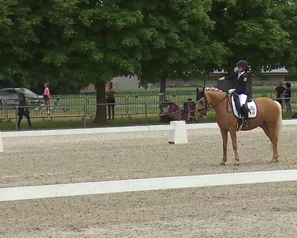 Reitturnier Rot am See- Musdorf 2021