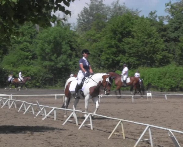 Reitturnier Westeregeln 2021