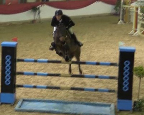 jumper Lectra 5 (Oldenburg show jumper, 2007, from Lord Pezi)