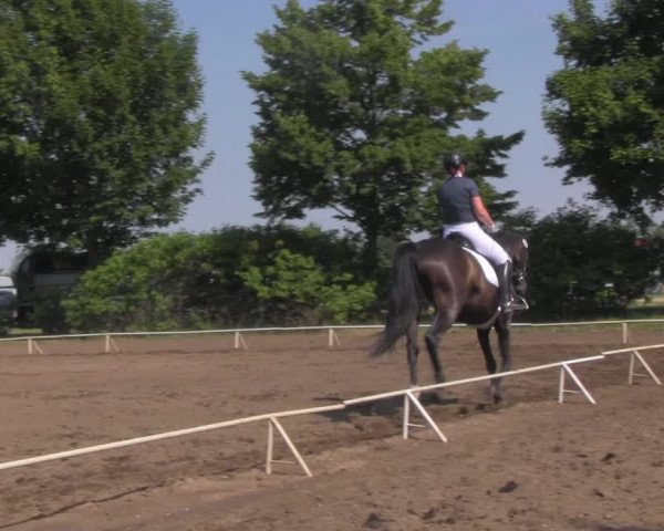 Reitturnier Westeregeln 2021