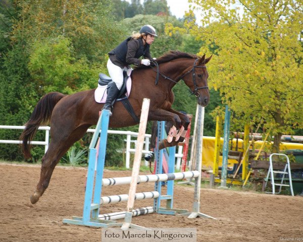 horse Afra (Czech Warmblood, 2006) horse Afra (Czech Warmblood, 2006)