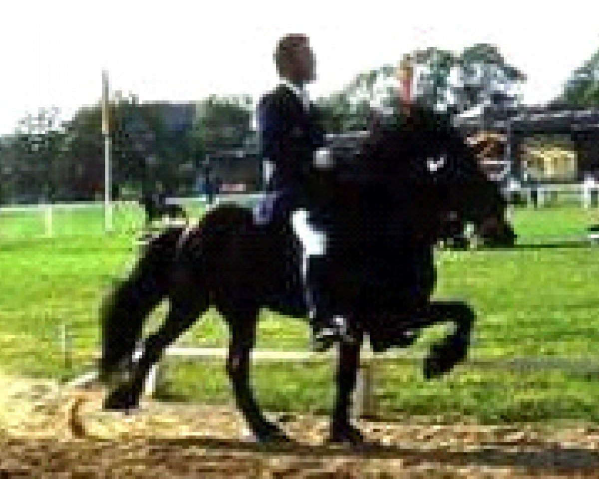stallion Hrafn frá Kröggólfsstöðum (Iceland Horse, 1967, from Hörður frá Kolkuósi)