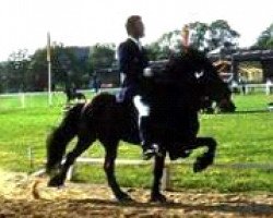 stallion Hrafn frá Kröggólfsstöðum (Iceland Horse, 1967, from Hörður frá Kolkuósi)